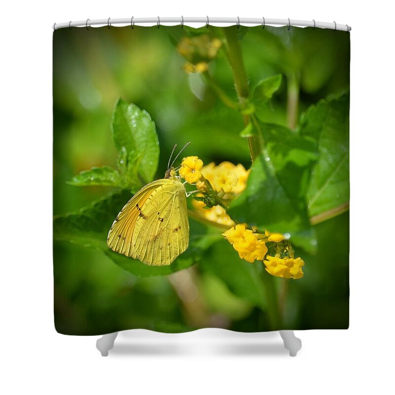 Clouded Sulphur Butterfly Shower Curtain featuring the photograph Clouded Sulphur Butterfly by Maria Urso