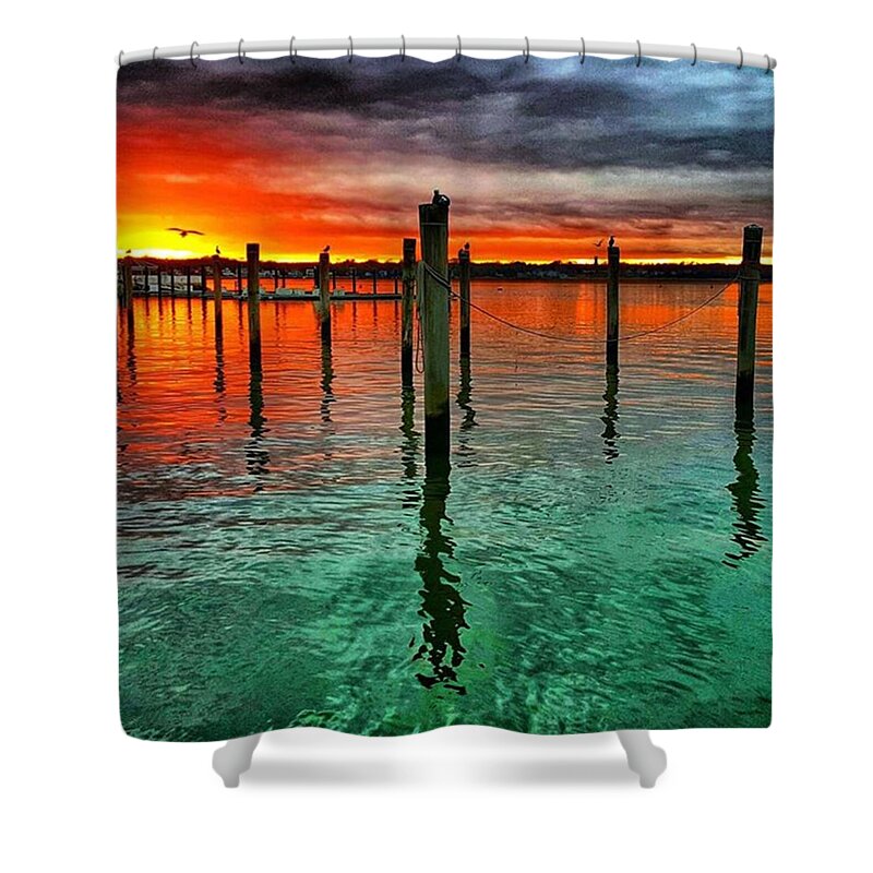 Reflection Shower Curtain featuring the photograph Seagull in the Sun by Lauren Fitzpatrick