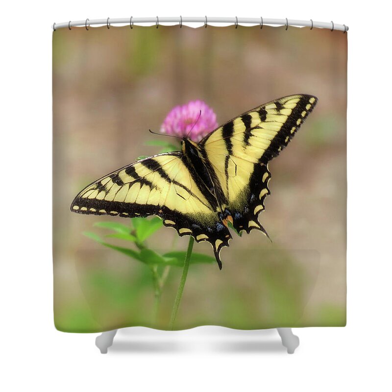 Swallowtail Butterfly Shower Curtain featuring the photograph Clover and Swallowtail - Butterfly by MTBobbins Photography