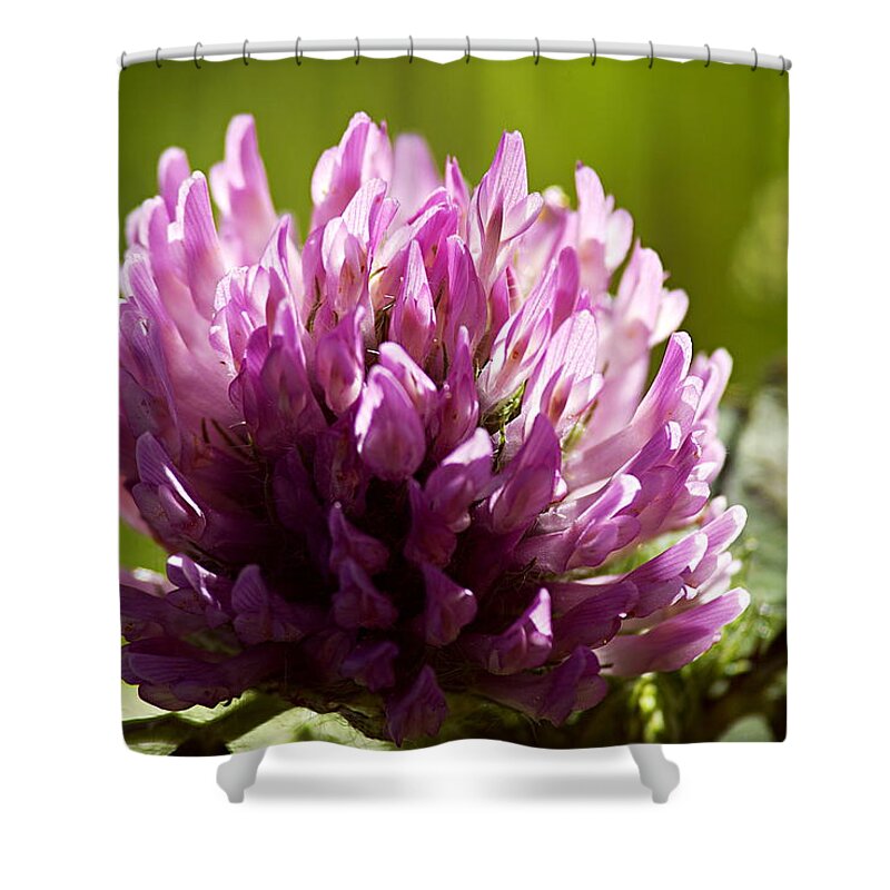 Clover Shower Curtain featuring the photograph Clover Blossom by Larry Ricker
