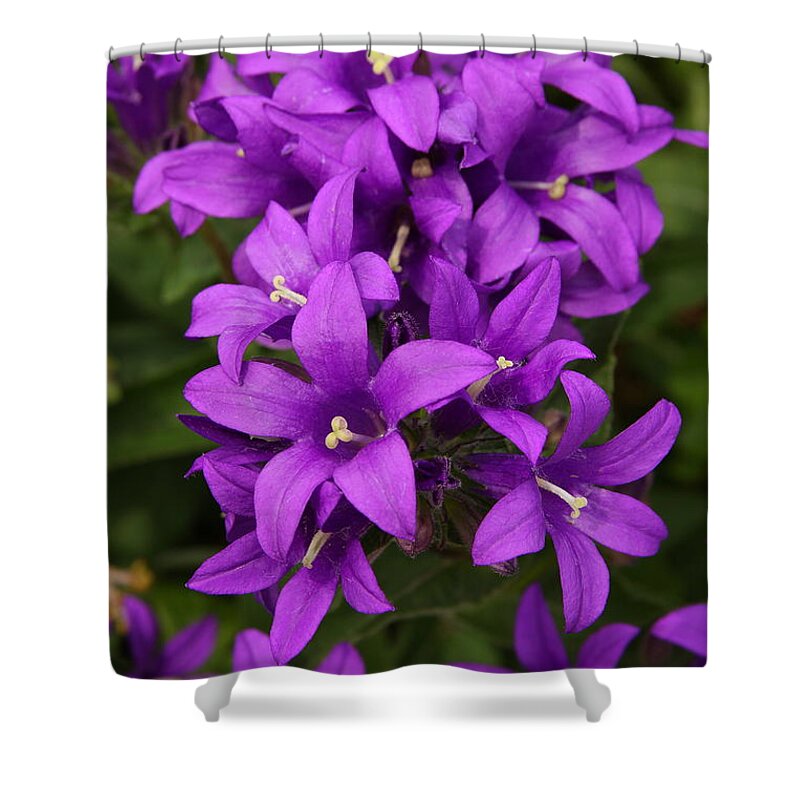 Flower Shower Curtain featuring the photograph Clustered Bellflower by Lyle Hatch