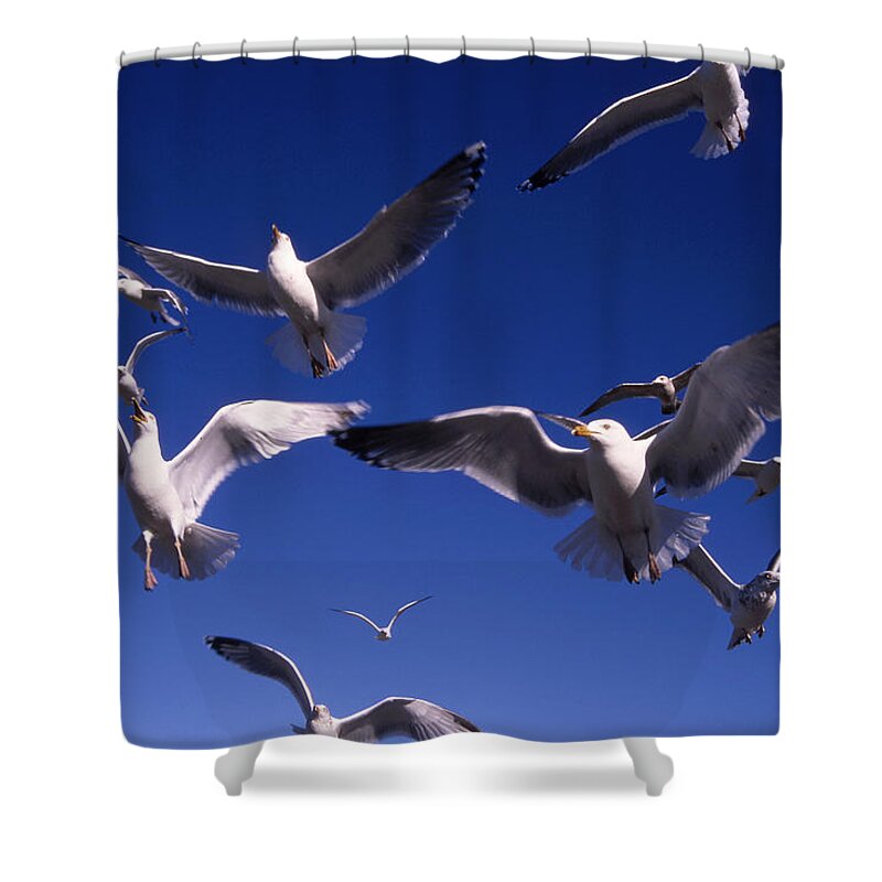 Seagull Birds Flight Shower Curtain featuring the photograph Cnrg0302 by Henry Butz