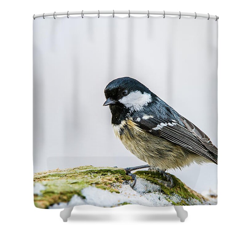 Coal Tit Shower Curtain featuring the photograph Coal Tit's Profile by Torbjorn Swenelius