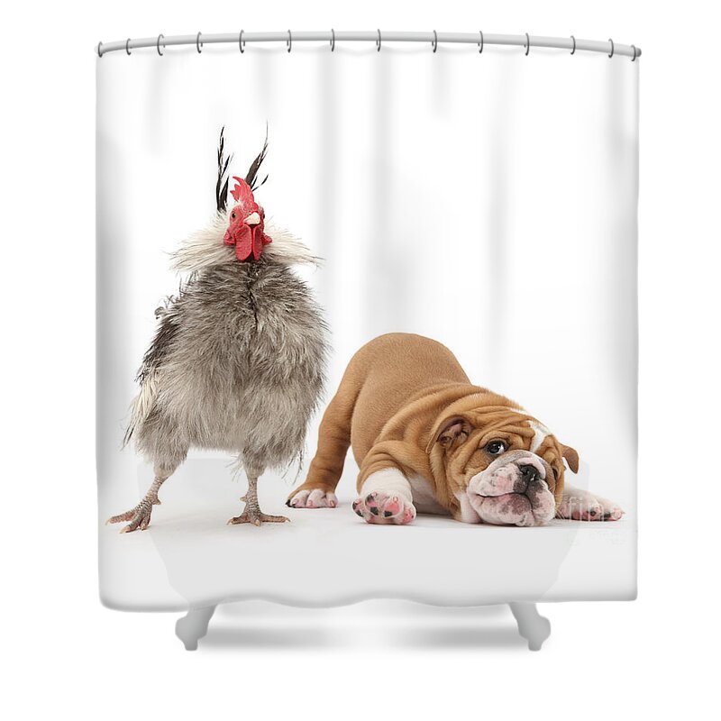 Cute Bulldog Shower Curtain featuring the photograph Cock n Bull by Warren Photographic