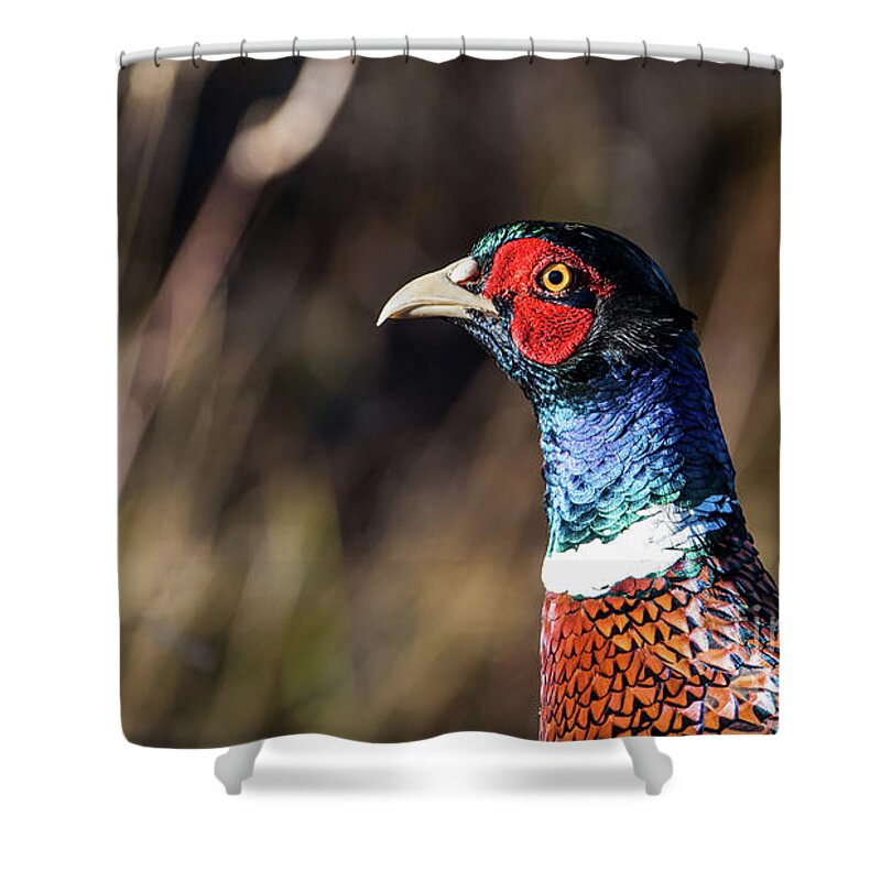 Portrait Cock Pheasant Shower Curtain featuring the photograph Cock Pheasant in Fall by Torbjorn Swenelius