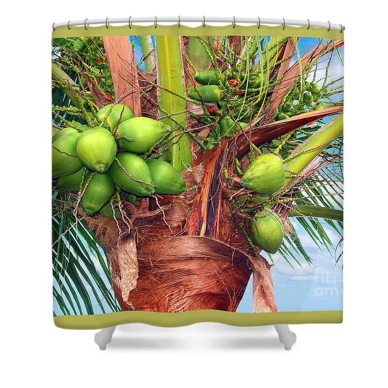 Aqua Shower Curtain featuring the photograph Coconut Palm Treasure Coast Florida C1 by Ricardos Creations