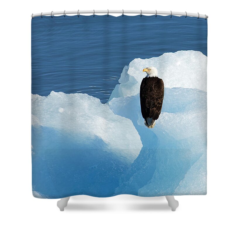 Cold Feet Shower Curtain featuring the photograph Cold Feet -- Bald Eagle on an Iceberg in Disenchantment Bay, Alaska by Darin Volpe