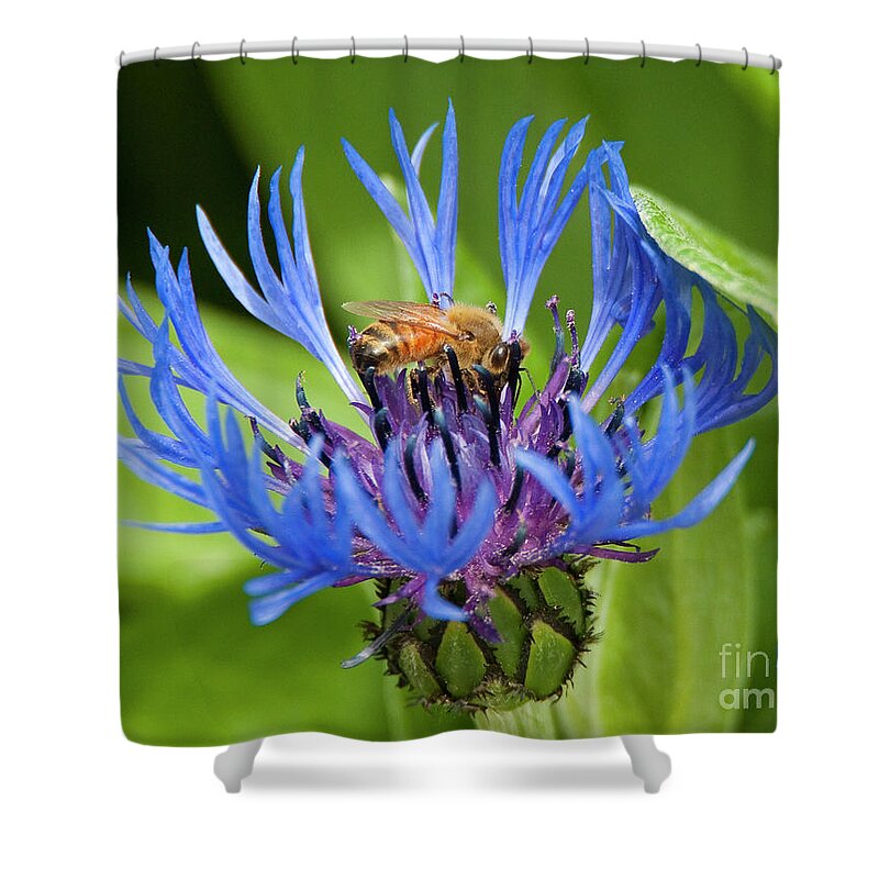 Blue Butterfly Plant With Honey Bee. Green Foliage. Wall Art Shower Curtain featuring the photograph Collecting Pollen by Bon and Jim Fillpot