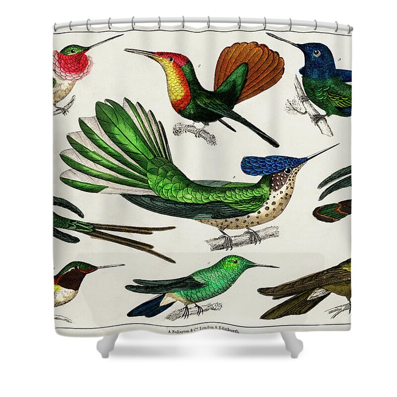 A History Of The Earth And Animated Nature Shower Curtain featuring the painting Collection of various birds by Vincent Monozlay