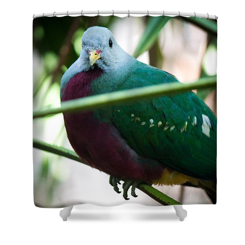 Wild Birds Shower Curtain featuring the photograph Color me Plump by Aaron Potts