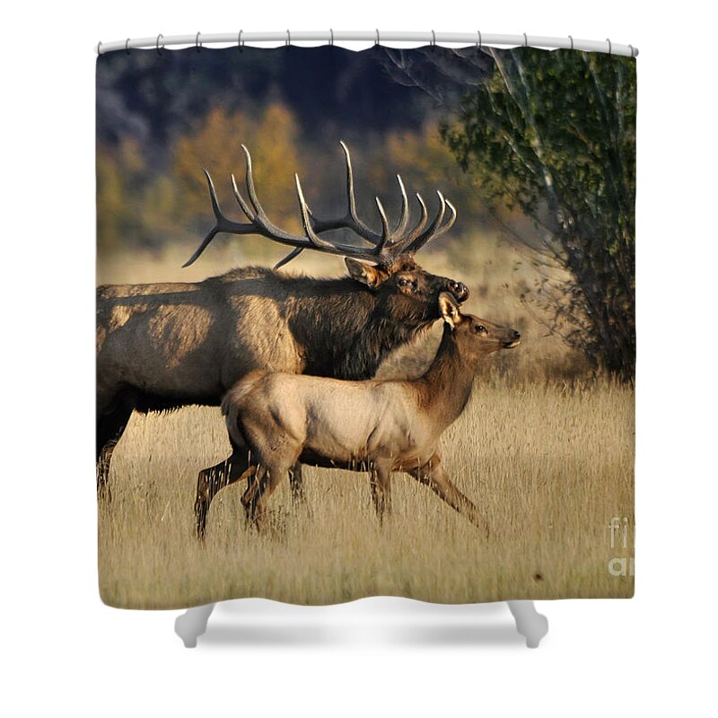 Nature Shower Curtain featuring the photograph Colorado Elk by Nava Thompson