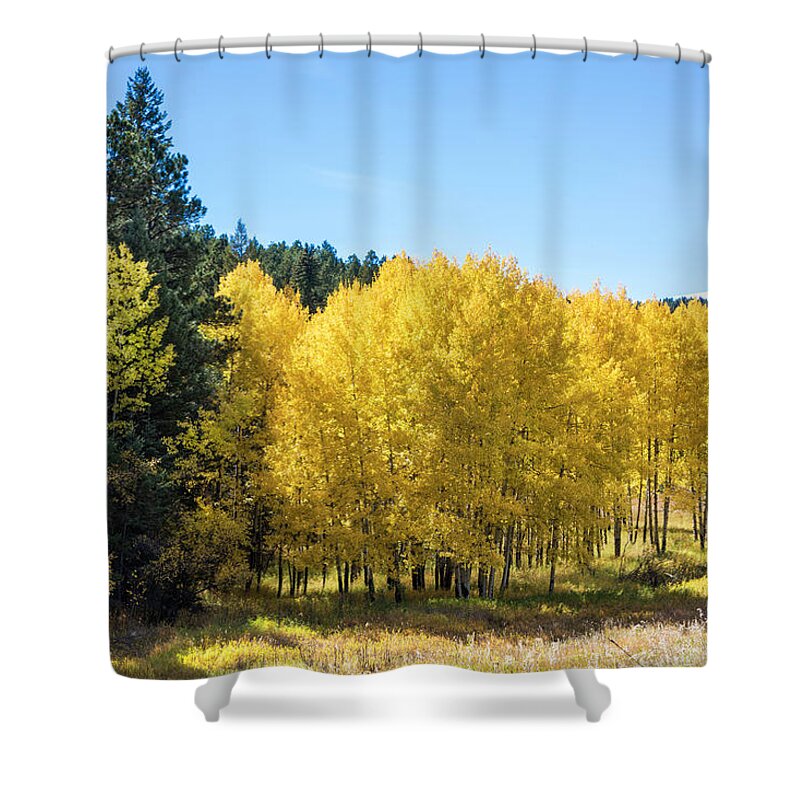 Landscape Shower Curtain featuring the photograph Colorado Golden Aspen by Lorraine Baum