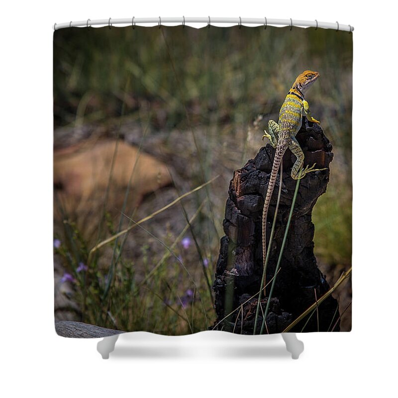 Collared Lizard Shower Curtain featuring the photograph Colored Collared Lizard by Jen Manganello