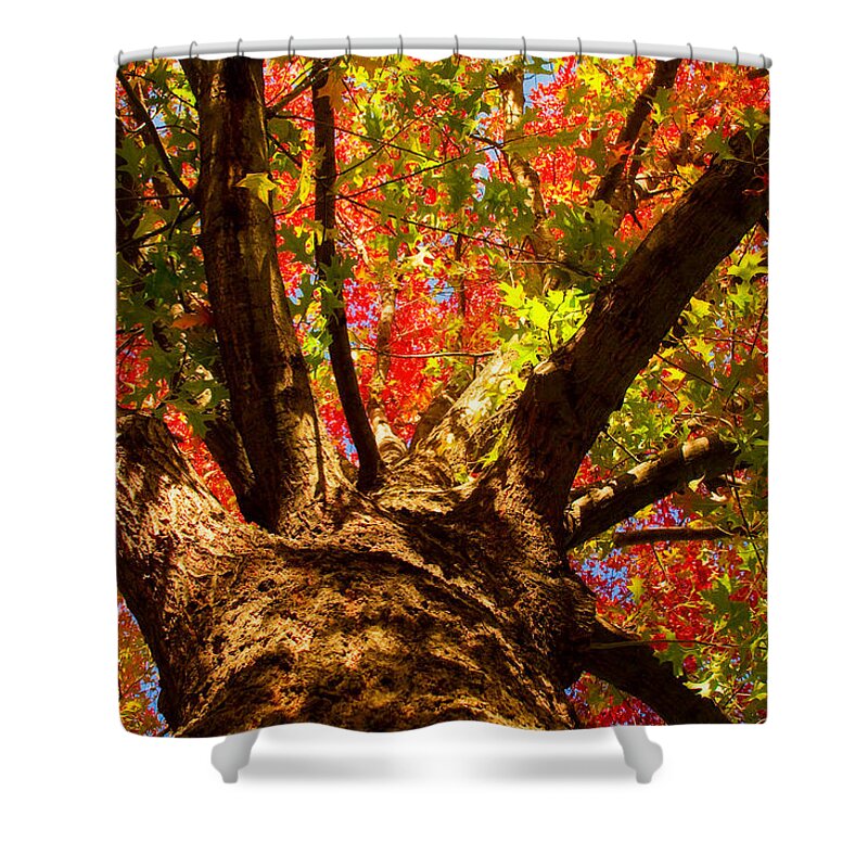 Forest Shower Curtain featuring the photograph Colorful Autumn Abstract by James BO Insogna