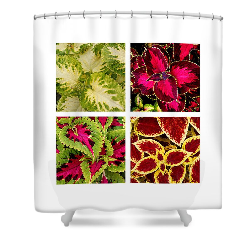 Coleus Shower Curtain featuring the photograph Colorful Coleus by Art Block Collections