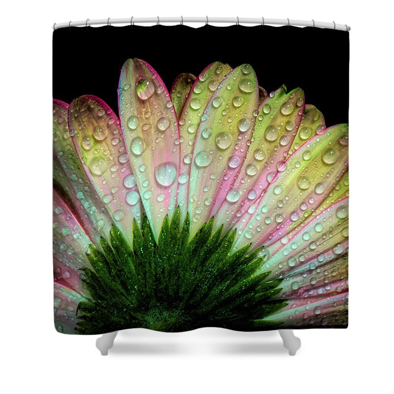Pink Flower Shower Curtain featuring the mixed media Colorful Daisy by Lilia S
