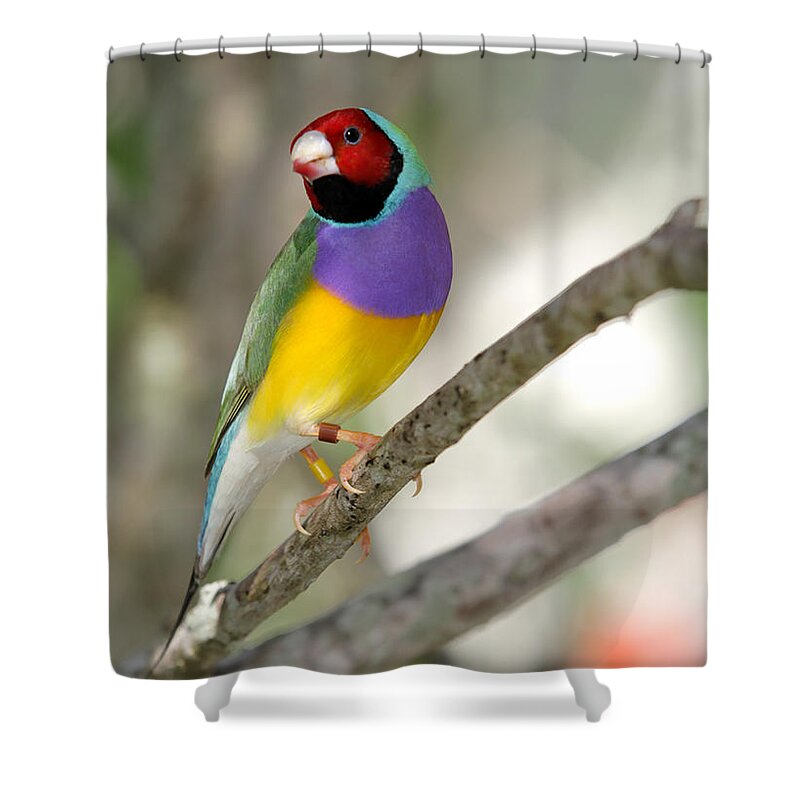 Landscape Shower Curtain featuring the photograph Colorful Gouldian Finch by Sabrina L Ryan