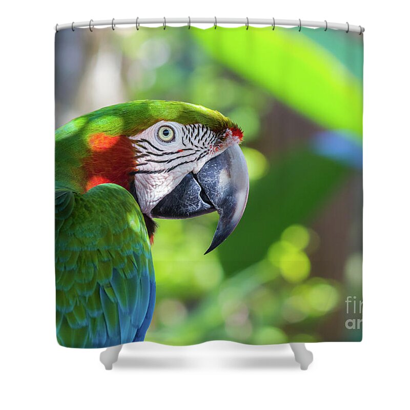 Ambient Light Shower Curtain featuring the photograph Colorful Parrot in Bright Sunlight by Liesl Walsh