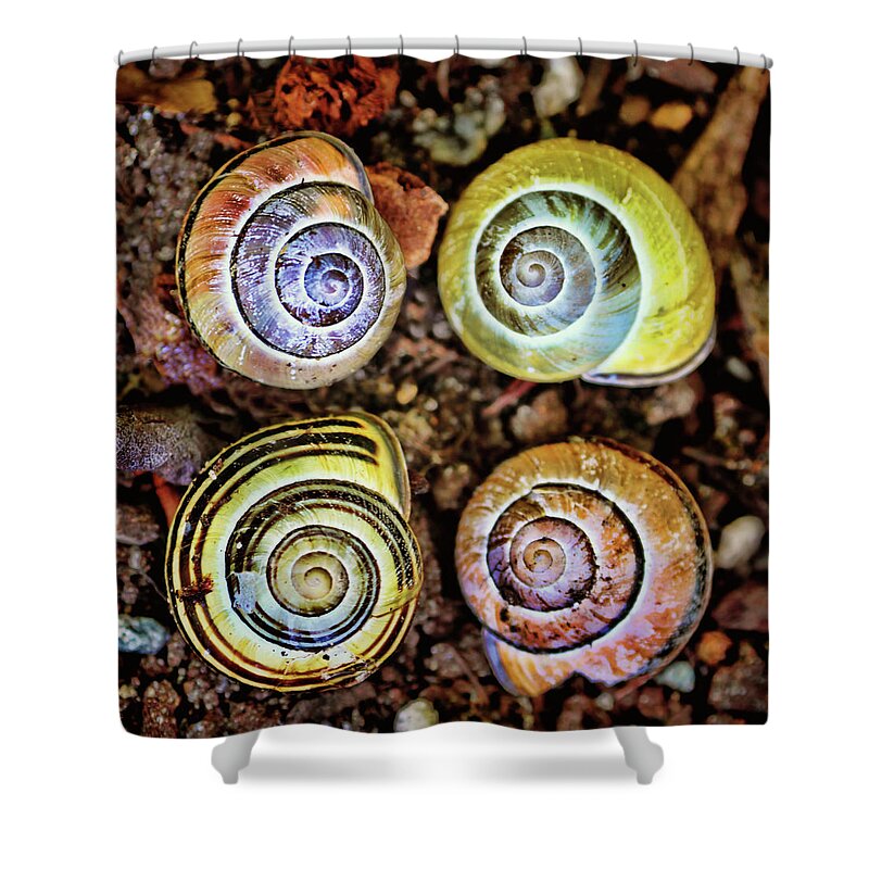 Snails Shower Curtain featuring the photograph Colorful Snail Shells Still Life by Peggy Collins