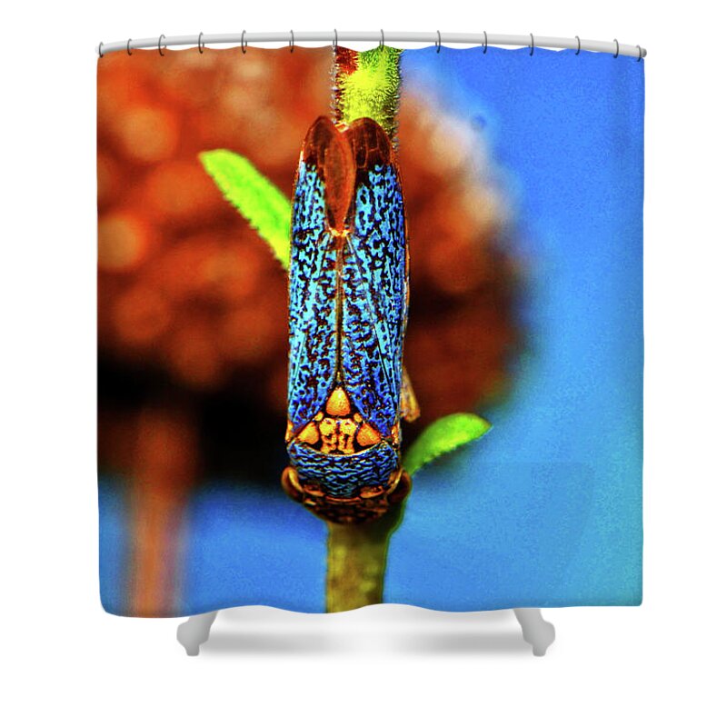 Insect Shower Curtain featuring the photograph Colorful Treehopper 003 by George Bostian