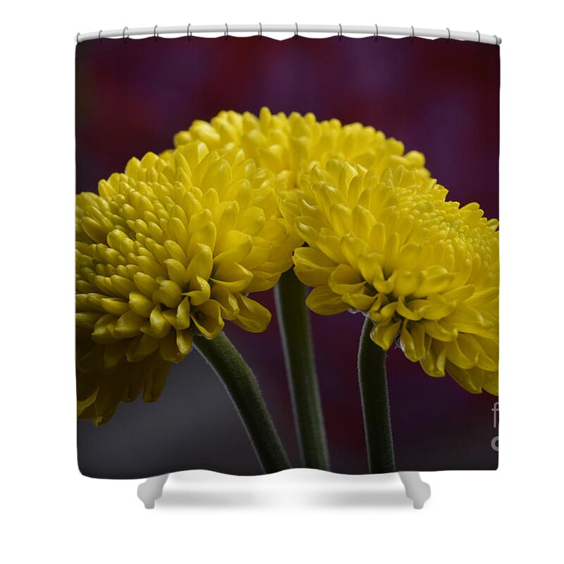 Flower Shower Curtain featuring the photograph Colorful triplet by Robert WK Clark