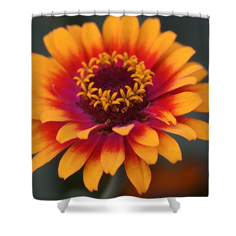 Flowers Shower Curtain featuring the photograph Colorful Zinnia 2 by Dimitry Papkov