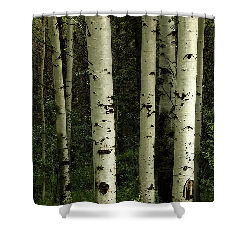 Aspen Trees Shower Curtain featuring the photograph Texture Of A Forest by James BO Insogna