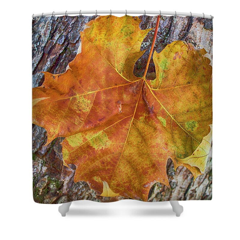 Fall Shower Curtain featuring the photograph Colors and textures by Tammy Chesney
