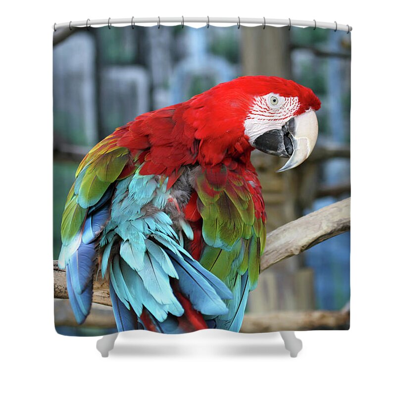 Parrot Shower Curtain featuring the photograph Colors by Jackson Pearson