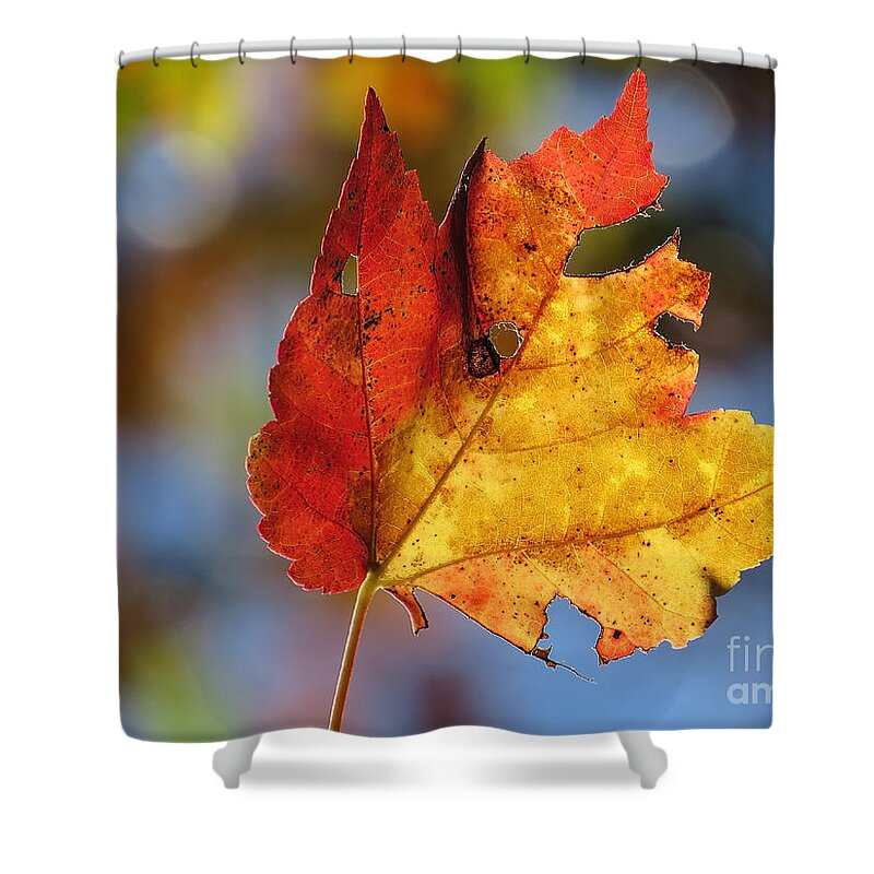 Leaves Shower Curtain featuring the photograph Colors of Autumn 2015 by Lili Feinstein