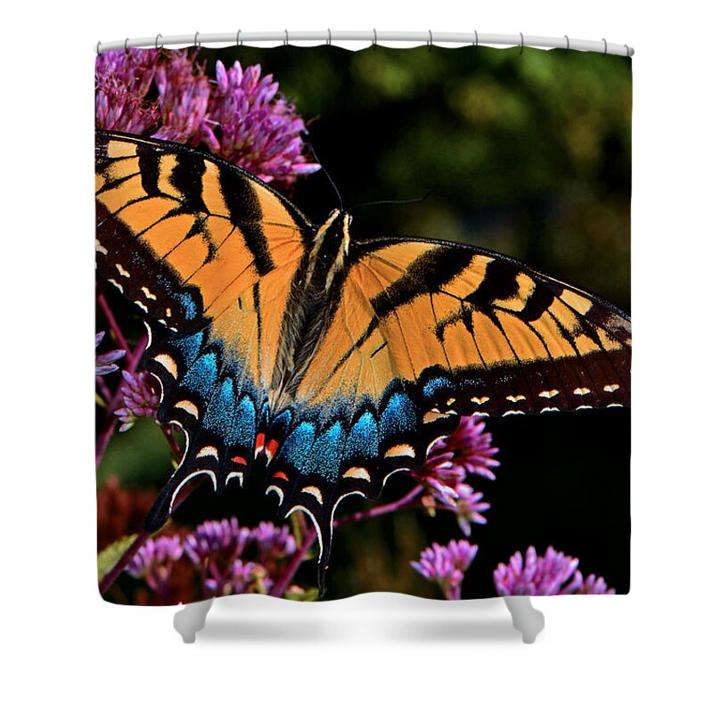 Nature Shower Curtain featuring the photograph Colors Of Nature - Swallowtail Butterfly 004 by George Bostian