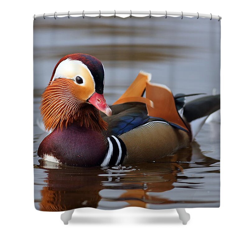 Photography Shower Curtain featuring the photograph Colourful Duck by Grant Glendinning