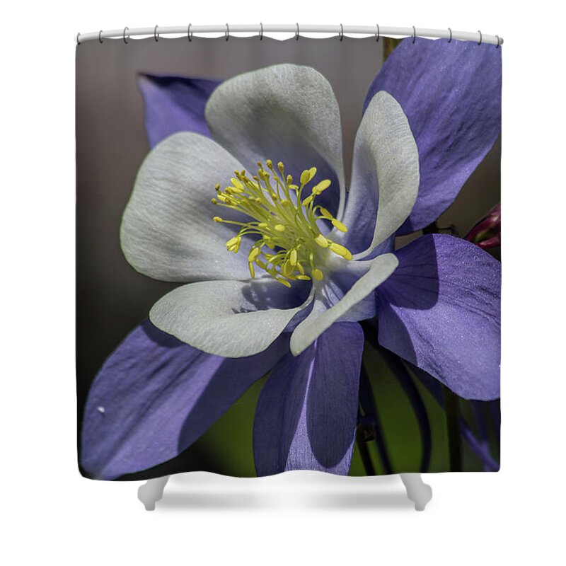 Flower Shower Curtain featuring the photograph Columbine Blues by Alana Thrower
