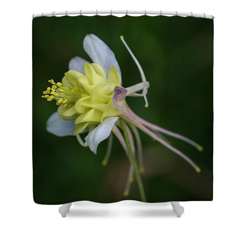 Anthers Shower Curtain featuring the photograph Columbine Oddities by Robert Potts