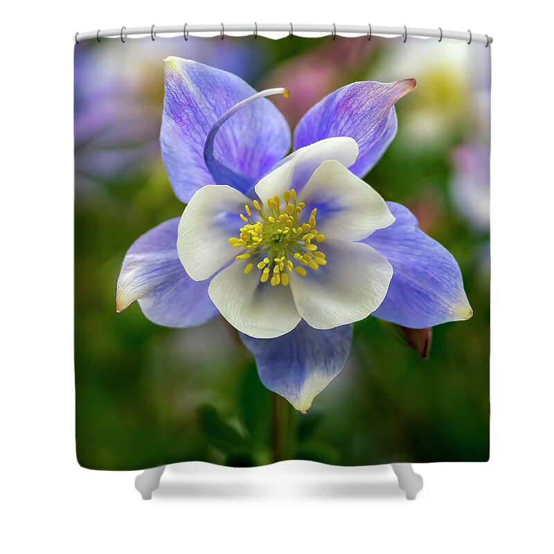 Columbine Shower Curtain featuring the photograph Columbine Square by David Soldano