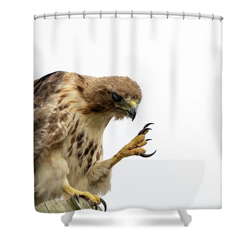Red Tailed Hawk Shower Curtain featuring the photograph Come closer kid by Sam Rino