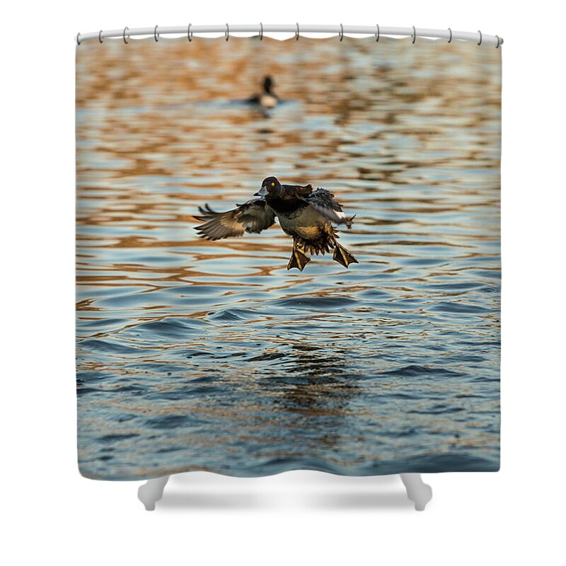 Duck Shower Curtain featuring the photograph Coming in hot by Jason Hughes