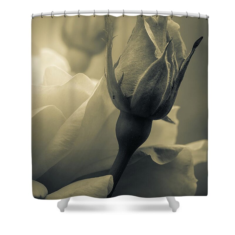 Rose Shower Curtain featuring the photograph Coming of age by Bob Orsillo