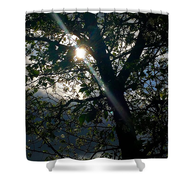 Nature Shower Curtain featuring the photograph Coming Out of the Dark by Etta Harris