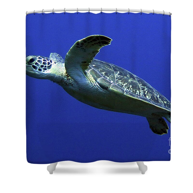 Underwater Shower Curtain featuring the photograph Coming Up For Air by Daryl Duda