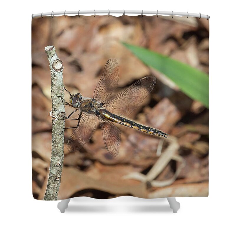 Ronnie Maum Shower Curtain featuring the photograph Common Baskettail by Ronnie Maum