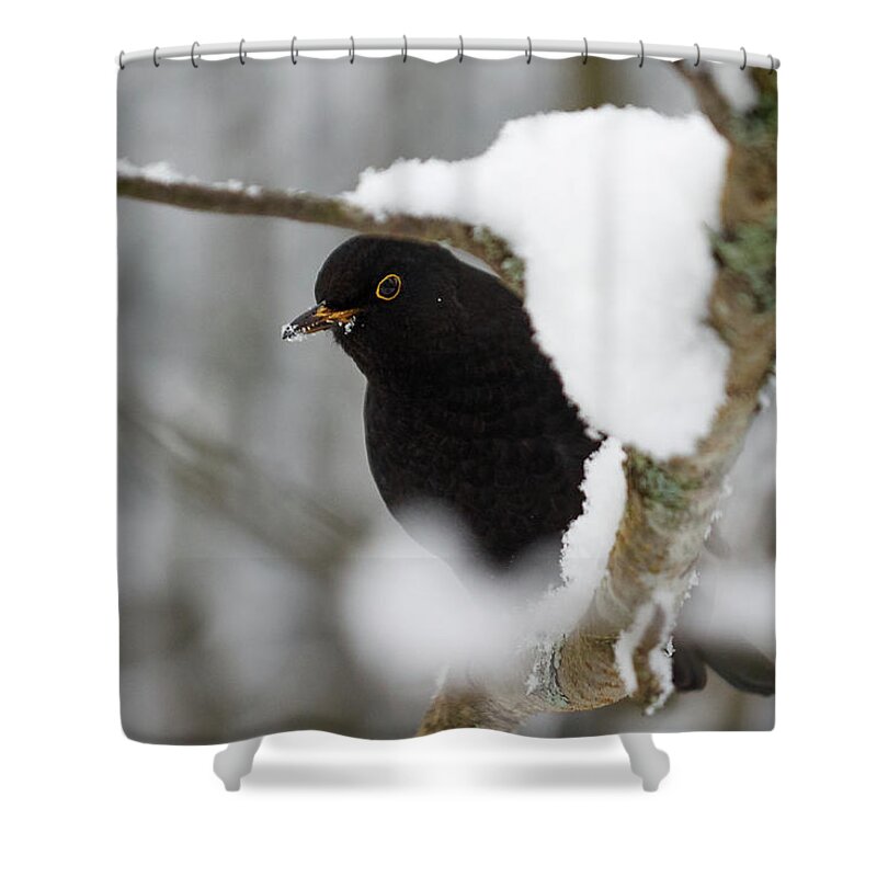 Lehtokukka Shower Curtain featuring the photograph Common blackbird 12 by Jouko Lehto