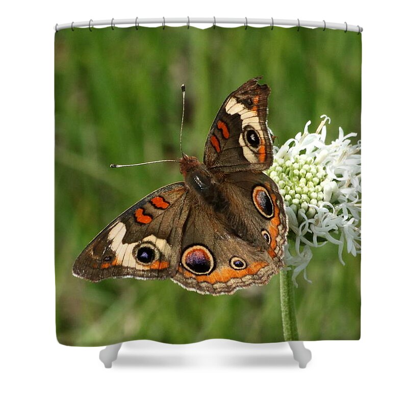 Nature Shower Curtain featuring the photograph Common Buckeye Butterfly on Wildflower by Sheila Brown