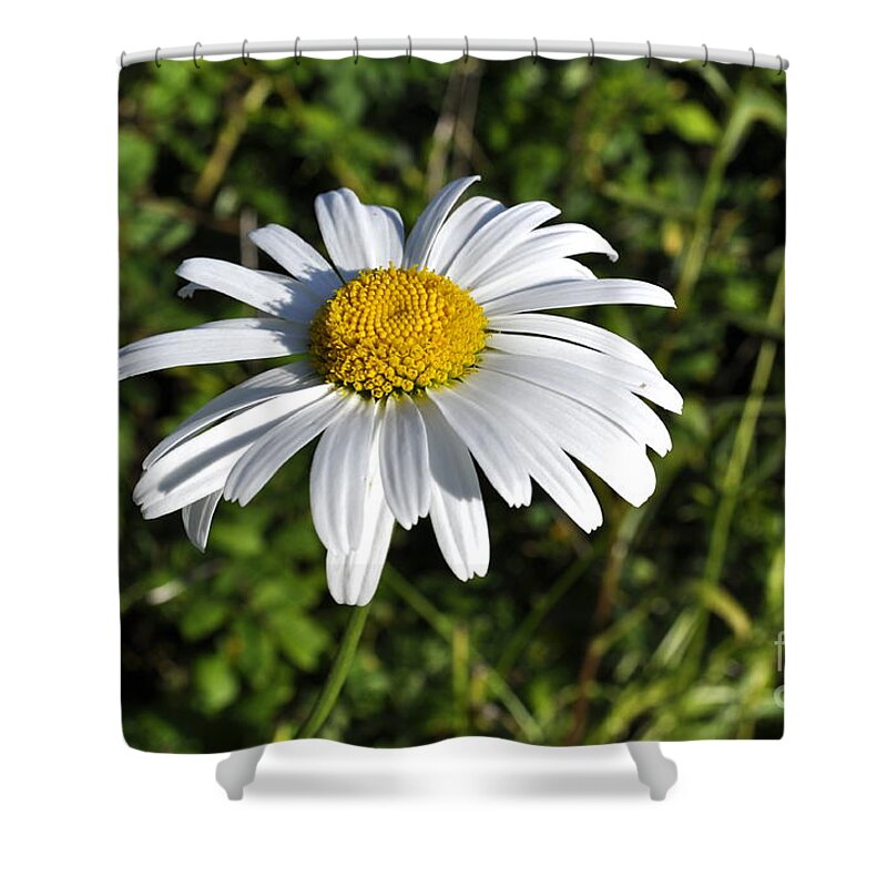 Daisy Shower Curtain featuring the photograph Common Daisy by Penny Neimiller