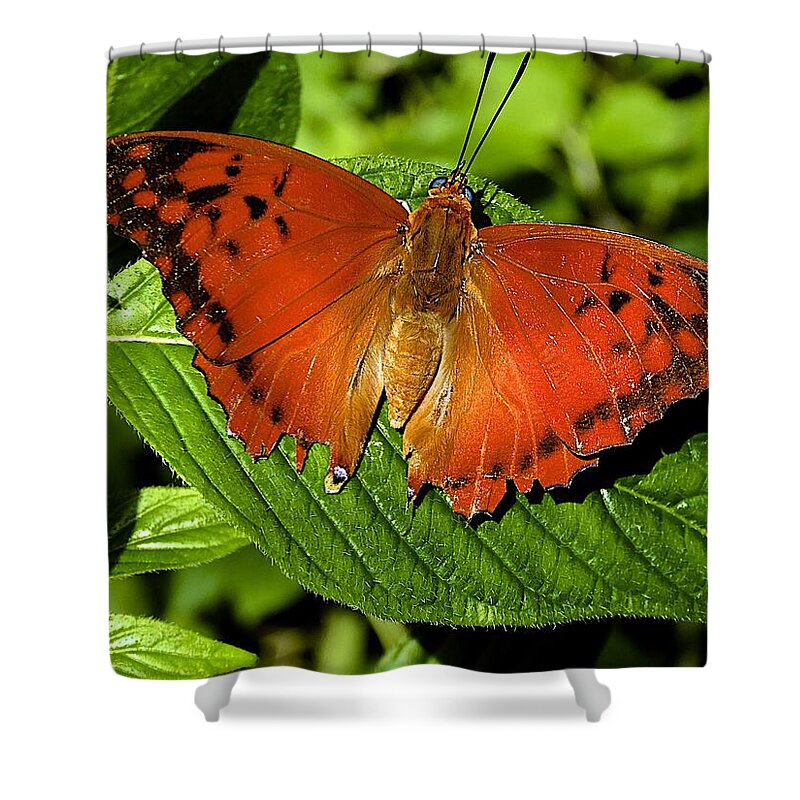 Butterfly Shower Curtain featuring the photograph Common Leopard by Barbara Zahno
