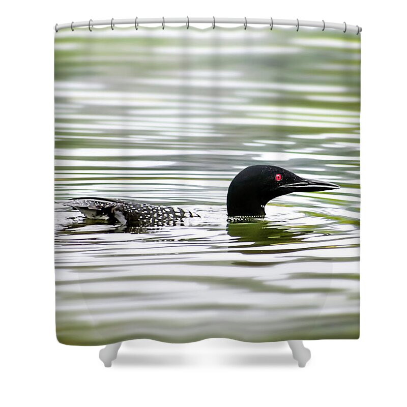 Common Loon Shower Curtain featuring the photograph Common Loon by Christina Rollo
