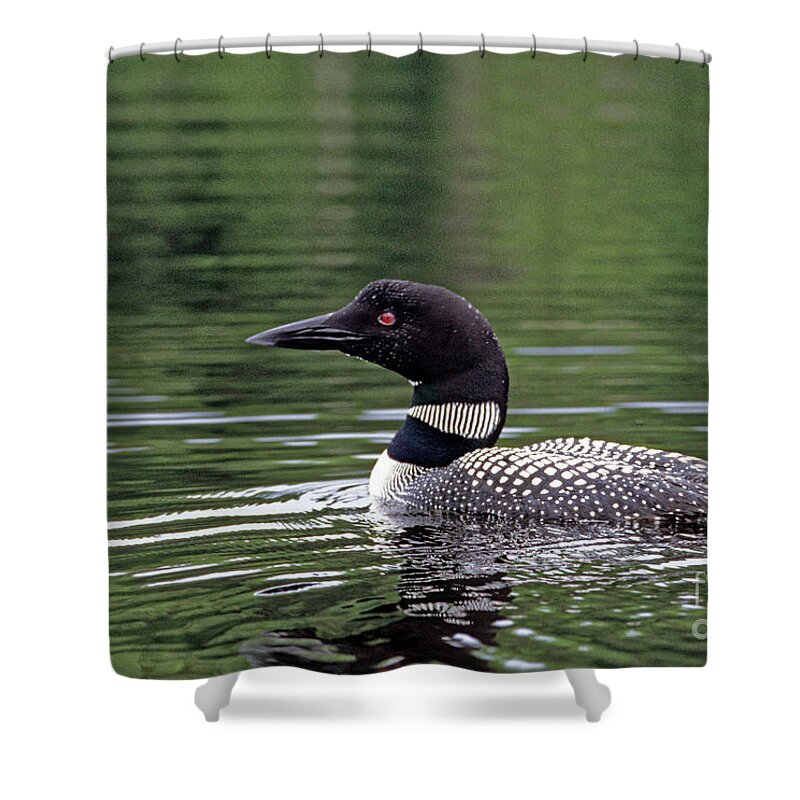 Common Loon Shower Curtain featuring the photograph Common Loon by Kevin Shields