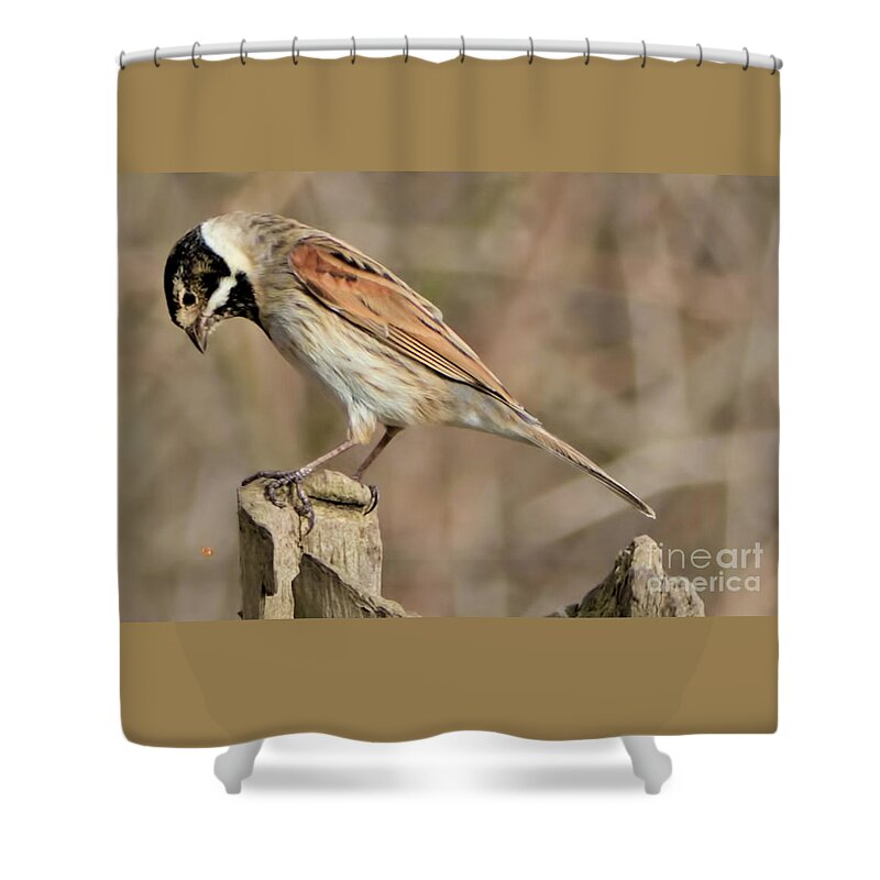 Bird Shower Curtain featuring the photograph Common Reed Bunting by Baggieoldboy