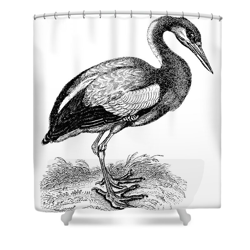 Biology Shower Curtain featuring the photograph Common Stork by Granger