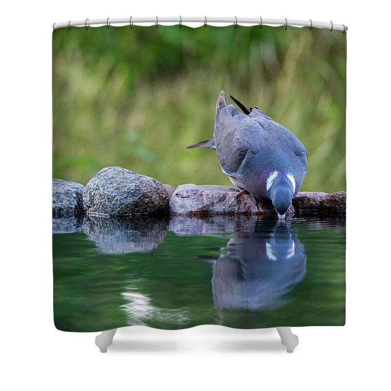 Common Wood Pigeon Shower Curtain featuring the photograph Common Wood Pigeon drinking at the waterhole from the front by Torbjorn Swenelius